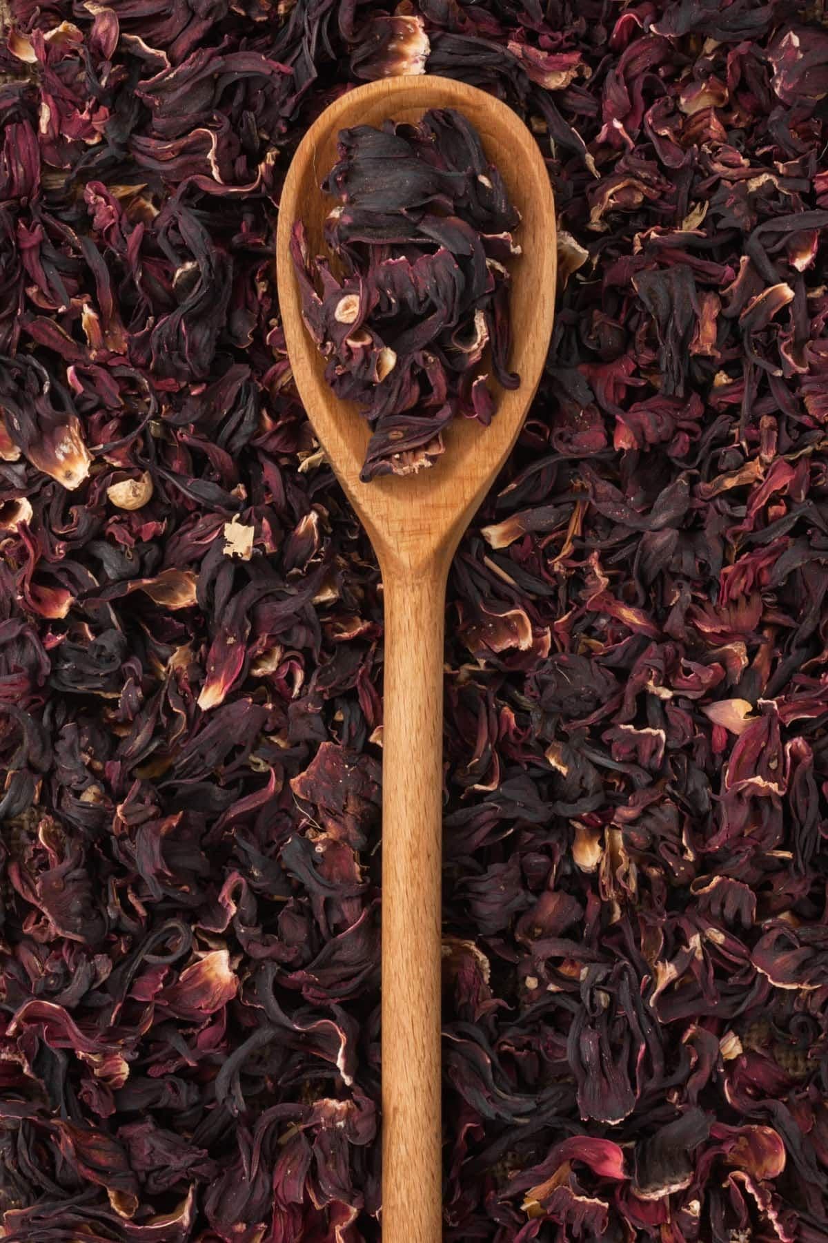 Hibiscus leaf detail 2
